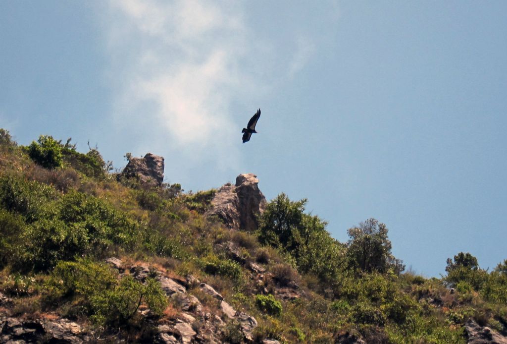 California Condor, 6/2/13