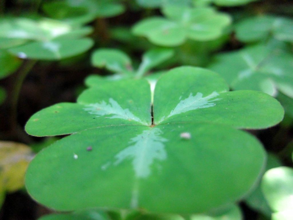 Cruikshank Trail, 6/19/10
