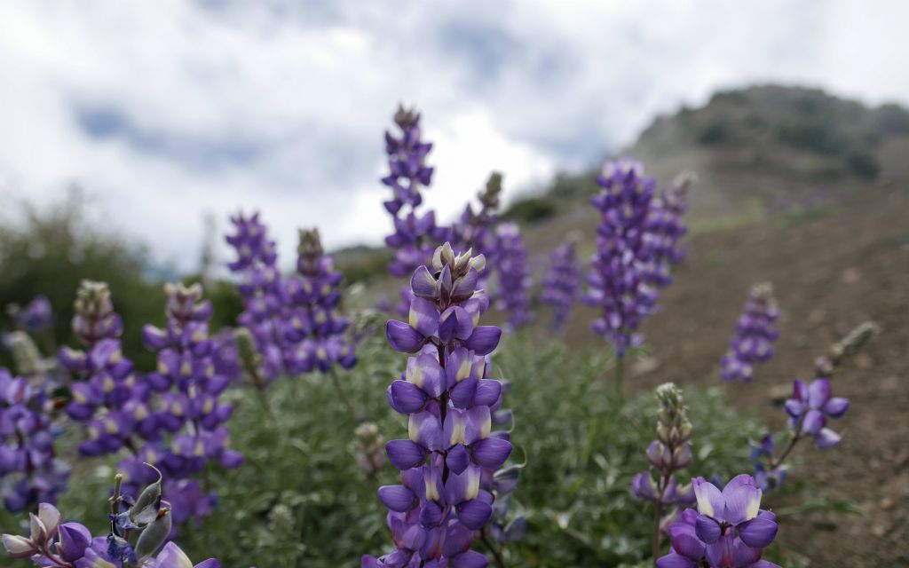 Near Hines Peak, 5/20/16