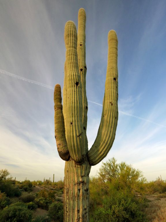 Lost Dutchman State Park, 4/4/15
