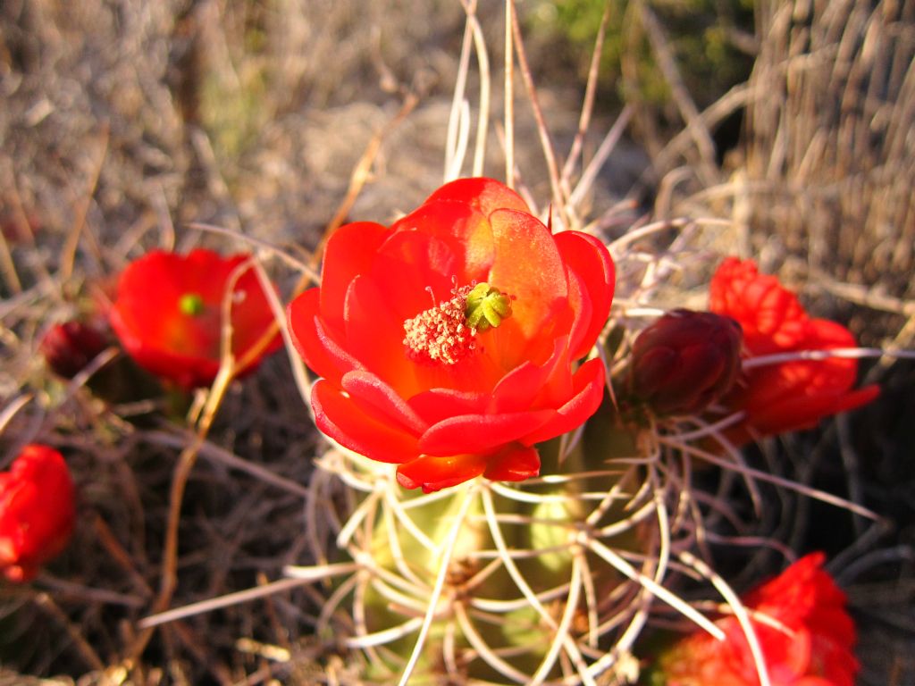 Joshua Tree National Park, 3/27/10