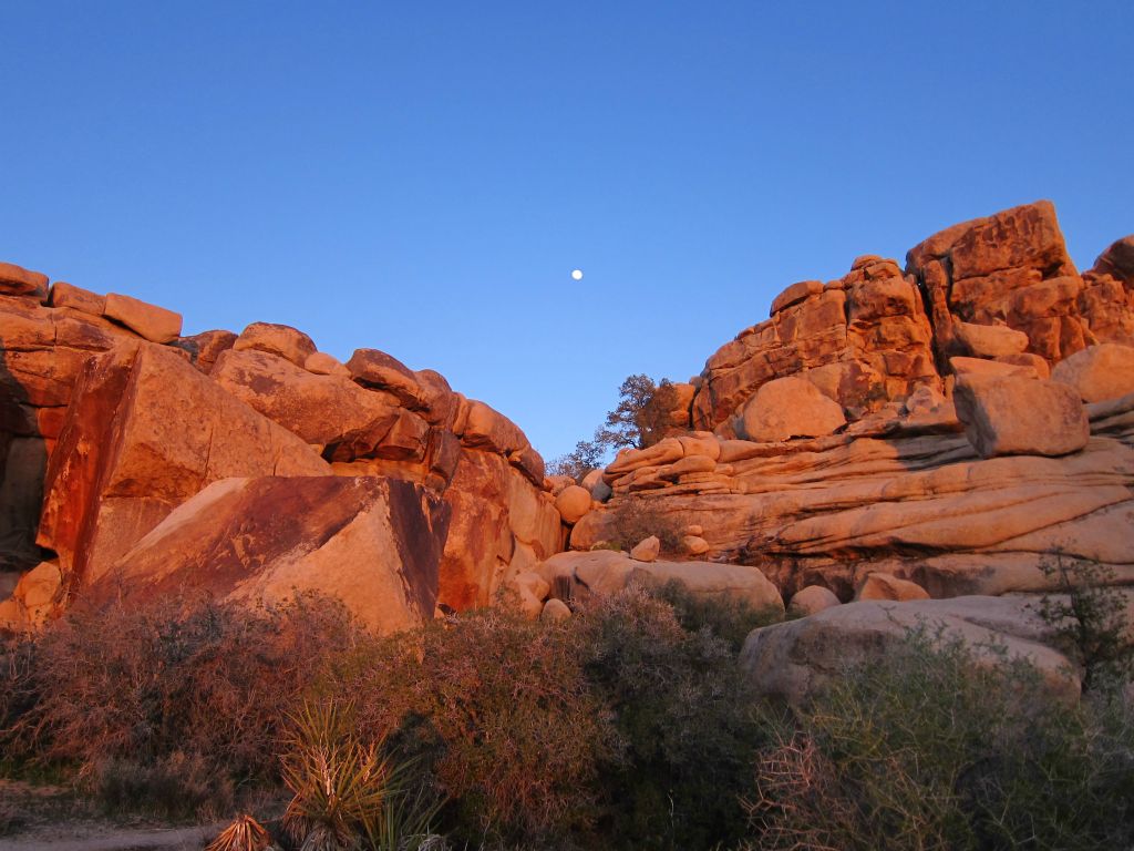 Joshua Tree National Park, 3/27/10
