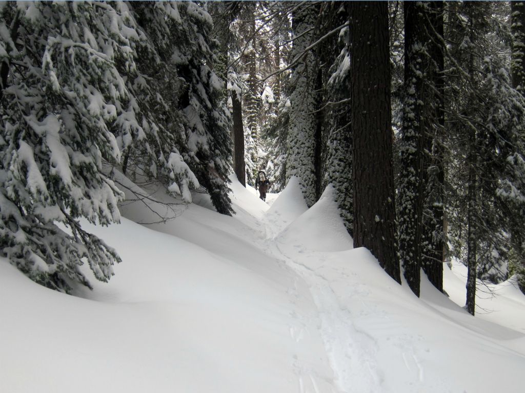 Near Wolverton, SEKI, 3/13/10