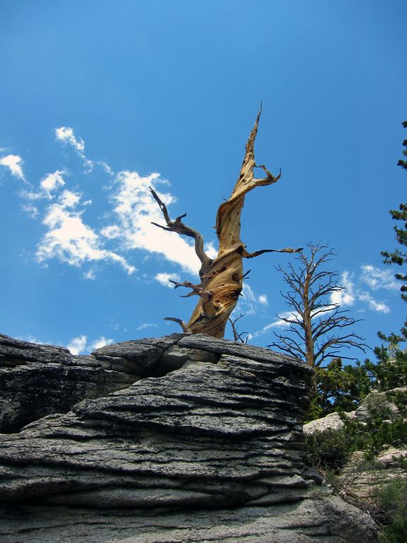 Gnarled Tree in the Golden Trout Wilderness, 7/3/11