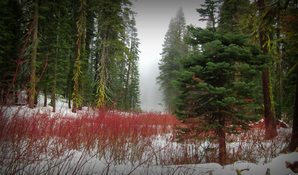 Near Stanford Point, Yosemite, 2/15/12