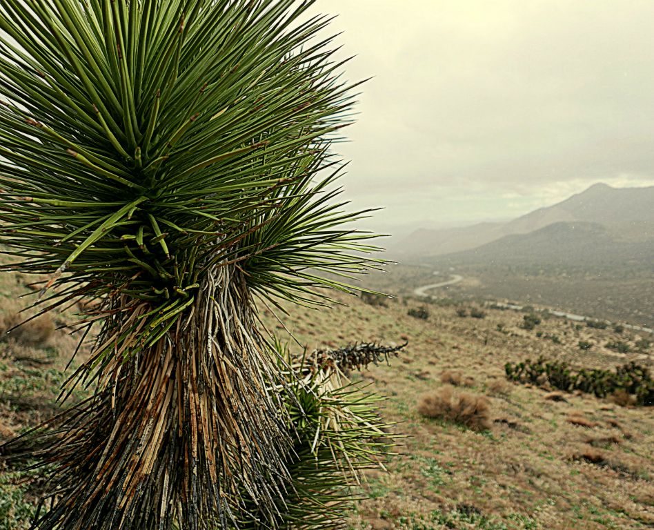 Near Walker Pass, 2/7/15